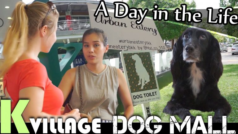 Read more about the article BANGKOK DOG MALL K-VILLAGE | LIVING IN THAILAND VLOG (ADITL EP82)