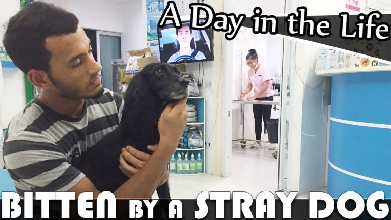 Read more about the article BITTEN BY A STRAY DOG – LIVING IN HUA HIN THAILAND VLOG (ADITL EP158)