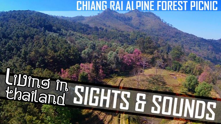 Read more about the article CHIANG RAI ALPINE FOREST – Mountain Picnic In Thailand (ADITL Sights & Sounds EP3)