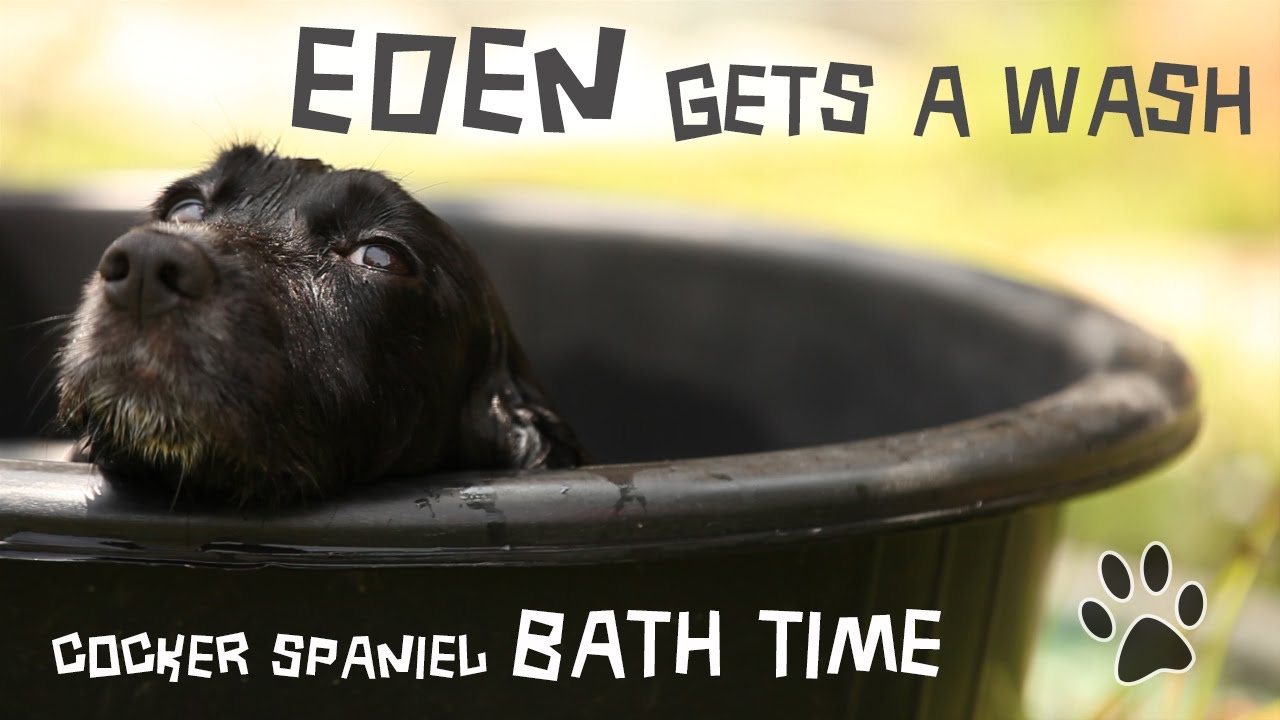 Read more about the article Cute Cocker Spaniel in the Bath – Eden gets a Wash