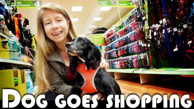 Read more about the article DOG GOES SHOPPING! – UK DAILY VLOG MOVING TO PORTUGAL DAILY VLOG (ADITL EP336)