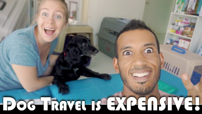 Read more about the article DOG TRAVEL IS EXPENSIVE! – LEAVING THAILAND MOVING TO PORTUGAL DAILY VLOG (ADITL EP309)