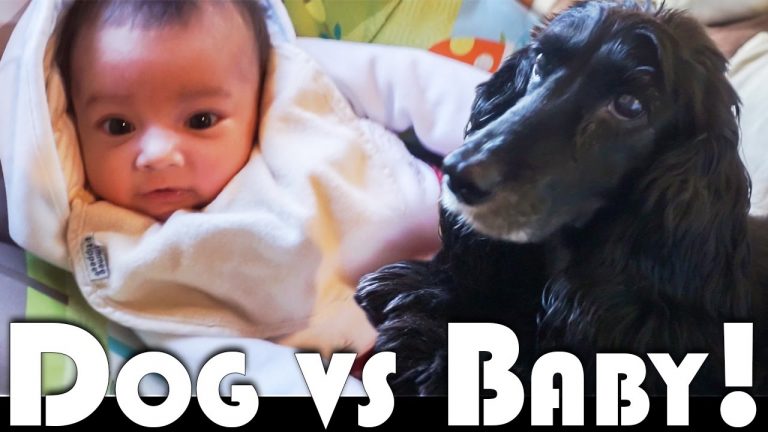 Read more about the article DOG VS BABY! FAMILY VLOGGERS DAILY VLOG (ADITL EP470)