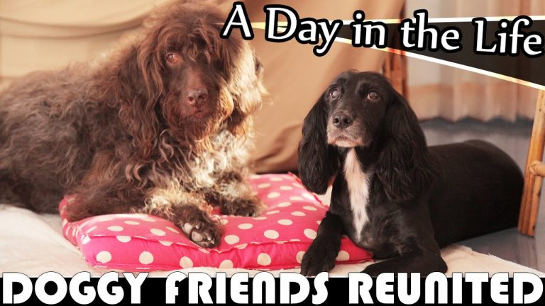 Read more about the article DOGGY BEST FRIENDS REUNITED – LIVING IN THAILAND DAILY VLOG (ADITL EP259)