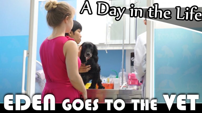Read more about the article EDEN GOES TO THE VET – LIVING IN THAILAND DAILY VLOG (ADITL EP89)