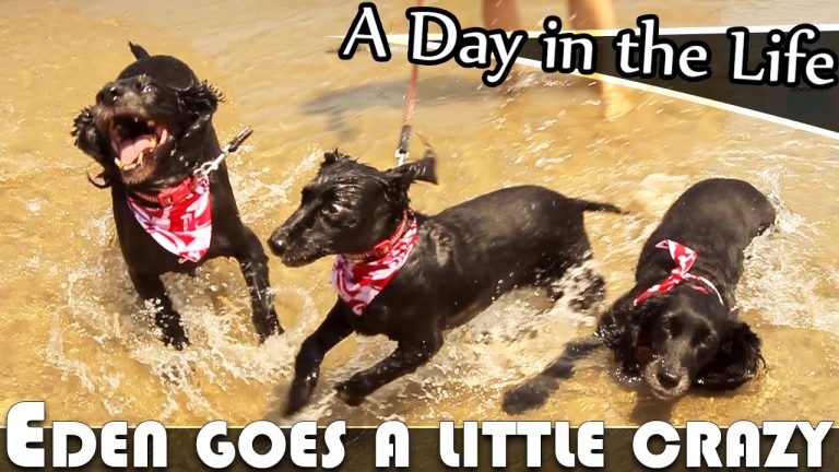 Read more about the article EDEN THE DOG GOES A LITTLE CRAZY AT THE BEACH – LIVING IN THAILAND DAILY VLOG (ADITL EP253)