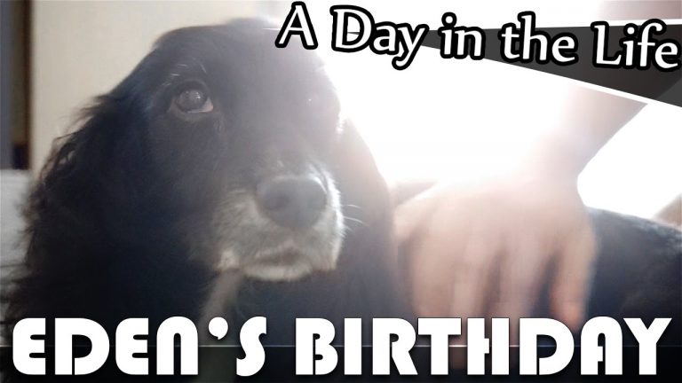 Read more about the article EDENS THE DOG’S BIRTHDAY – LIVING IN THAILAND VLOG (ADITL EP167)