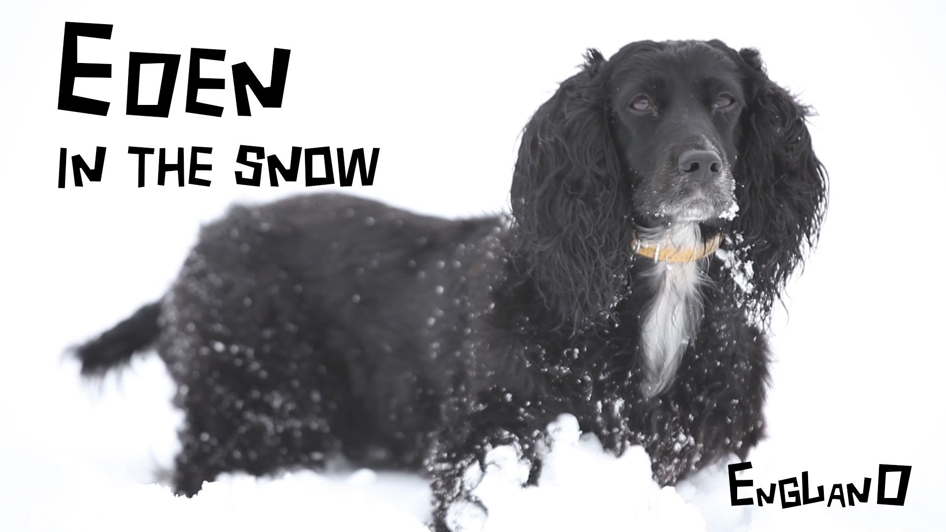 Read more about the article English Cocker Spaniel (Working Type) Running in the Snow