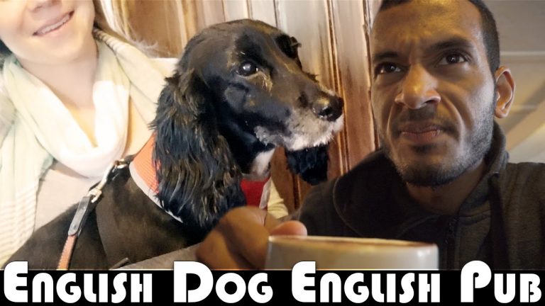 Read more about the article ENGLISH DOG IN AN ENGLISH PUB – UK DAILY VLOG (ADITL EP356)
