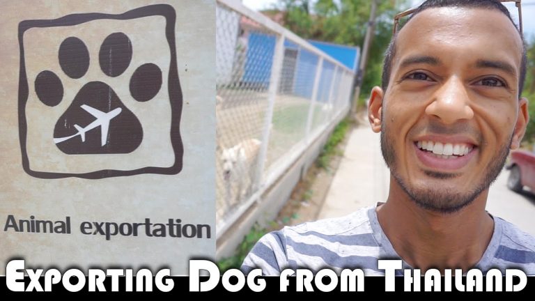 Read more about the article EXPORTING A DOG FROM THAILAND – LIVING IN THAILAND DAILY VLOG (ADITL EP300)