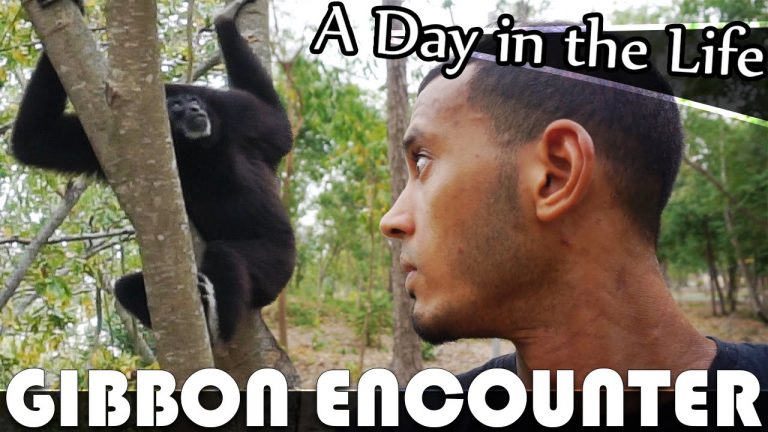 Read more about the article GIBBON ENCOUNTER @ CHA AM FOREST PARK- LIVING IN HUA HIN VLOG (ADITL EP165)