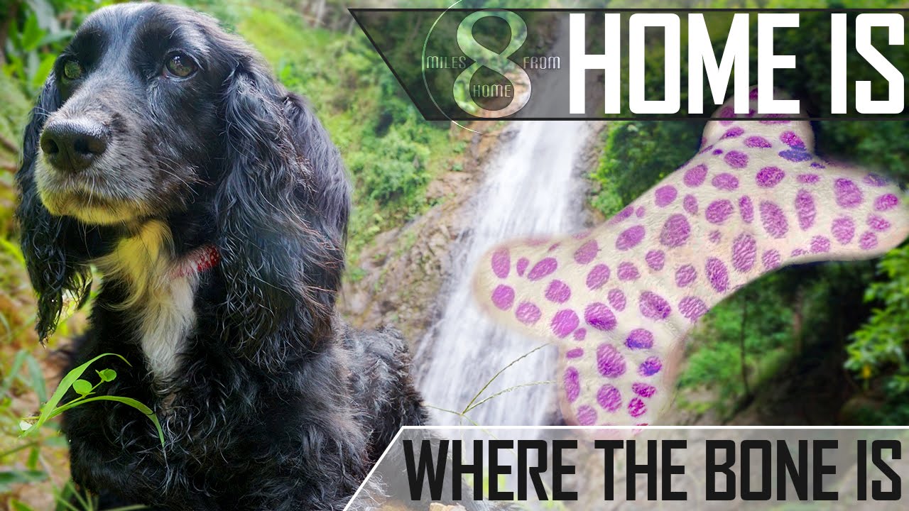 Read more about the article ‘HOME IS WHERE THE BONE IS’ – EDEN’S MOVING TO BANGKOK (8MFH EP28)