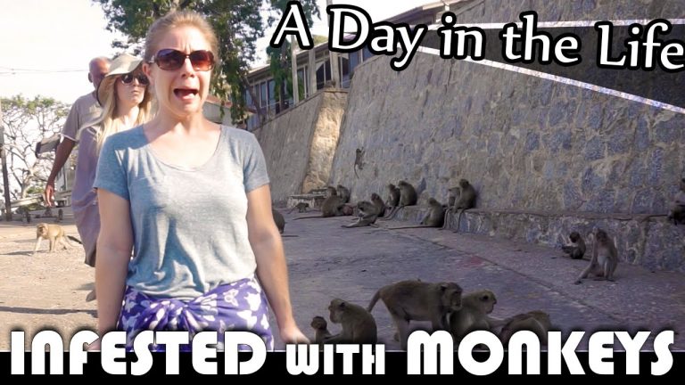 Read more about the article INFESTED WITH MONKEYS – LIVING IN THAILAND DAILY VLOG (ADITL EP180)