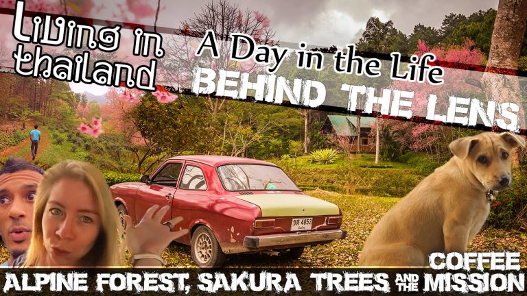 Read more about the article LIVING IN CHIANG RAI- SAKURA CHERRY BLOSSOMS, Alpine Forest, Coffee Mission (ADITL BTL EP18)
