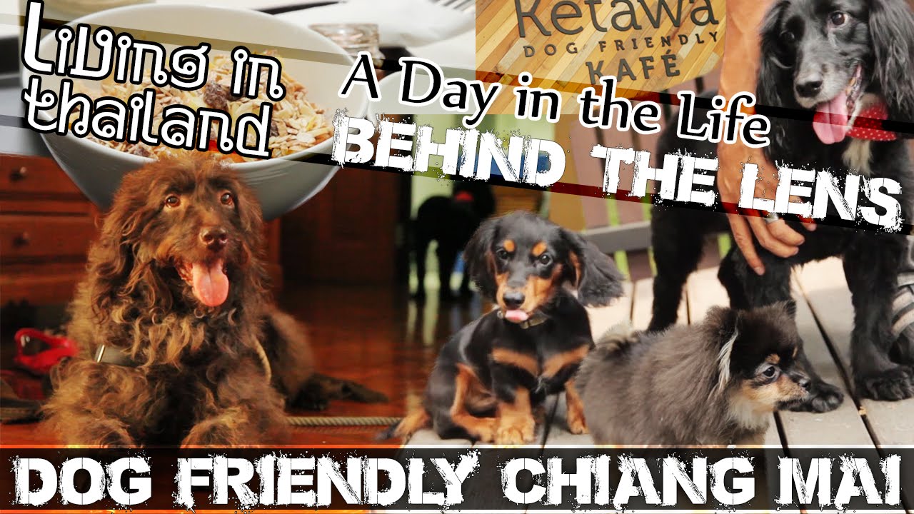 Read more about the article LIVING IN THAILAND VLOG – CHIANG MAI DOG CAFE (ADITL BTL EP39)