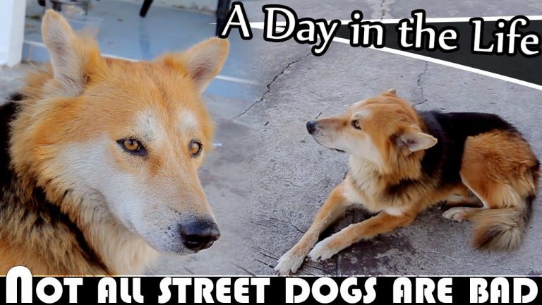 Read more about the article NOT ALL STREET DOGS ARE BAD – LIVING IN THAILAND DAILY VLOG (ADITL EP256)