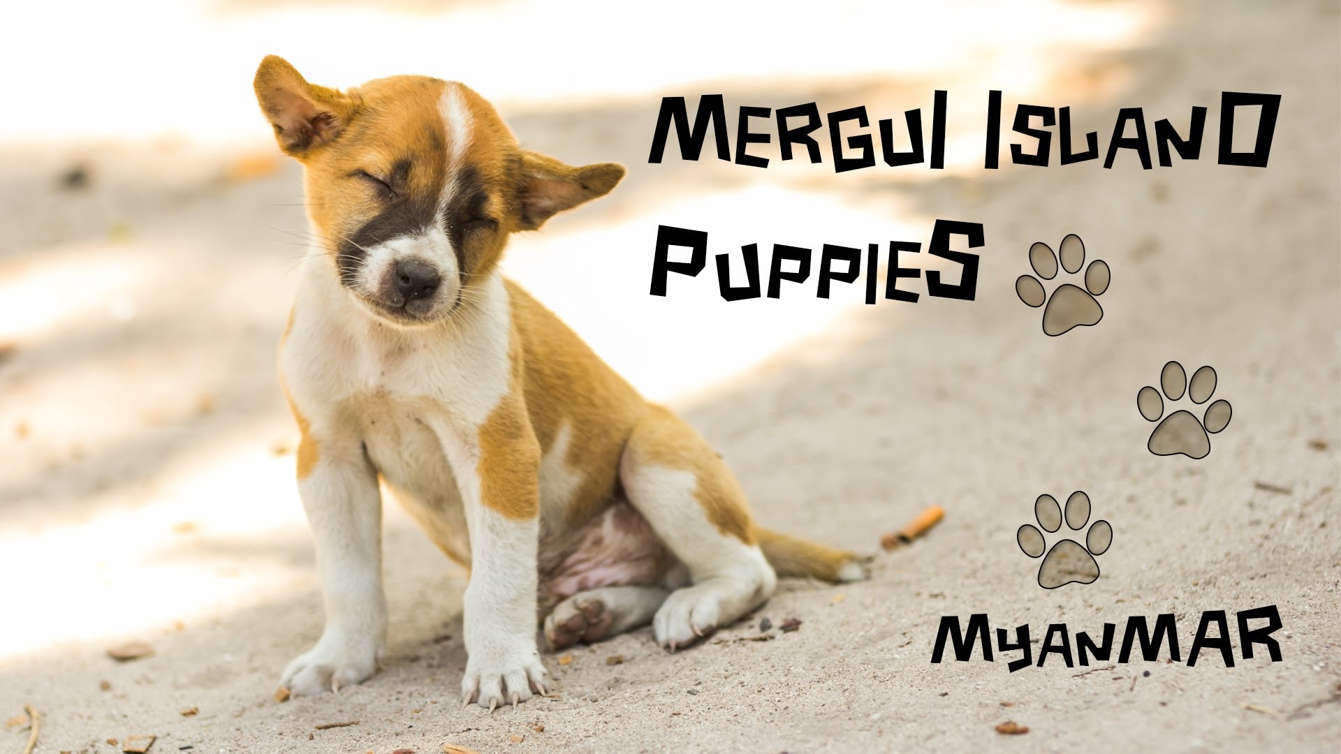 Read more about the article Puppies of Burma – The life of Island Dogs