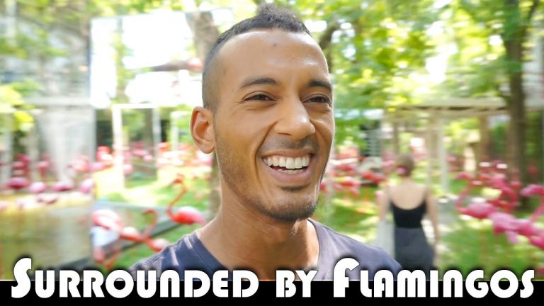 Read more about the article SURROUNDED BY FLAMINGOS – LIVING IN THAILAND DAILY VLOG (ADITL EP294)
