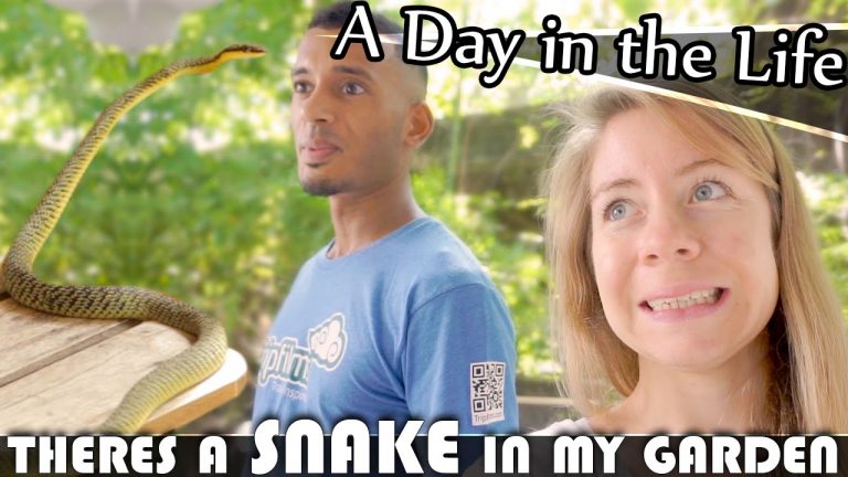 Read more about the article THERE’S A SNAKE IN MY GARDEN – LIVING IN THAILAND VLOG (ADITL EP124)