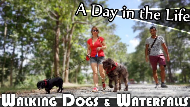Read more about the article WALKING DOGS & WATERFALLS – LIVING IN THAILAND DAILY VLOG (ADITL EP121)