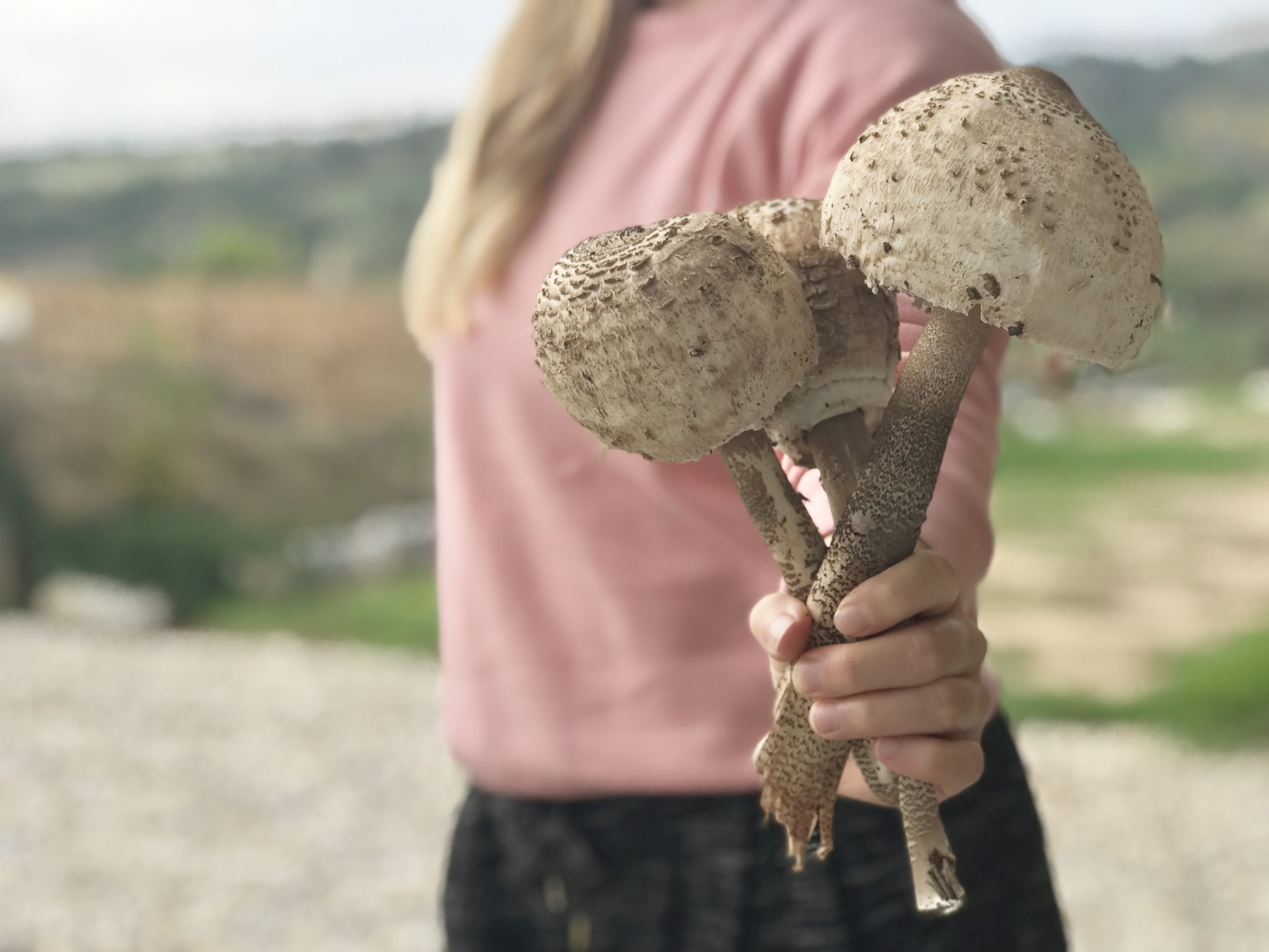 Edible Singer Parasol Mushrooms Portugal
