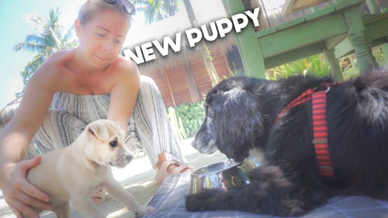 Read more about the article Introducing A NEW PUPPY 🐶 Life On SIARGAO Philippines 2021